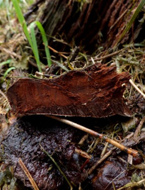 The chocolate brown flesh and tube layer from a bracket on a pine stump near Sittingbourne, Kent.